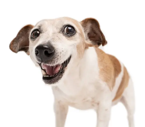 Маленькая Счастливая Милая Собачка Саркастической Улыбкой Удивила Смущенное Лицо Глядя Лицензионные Стоковые Фото