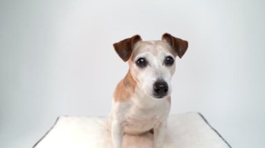 Köpek stüdyoda beyaz arka planda beyaz yastığa oturur. Dikkatlice ve endişeyle kameraya bakıyor. Evcil hayvan temalı video görüntüleri. Yaşlı Jack Russell Terrier 'ın sevimli köpek gözleri.