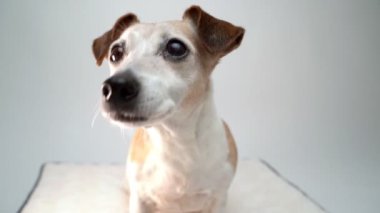 Beyaz arka planda küçük şirin bir köpek, ahududu yemeye çalışıyor. Yaşlı köpeği yavaş çekimde yiyor.