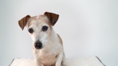 Yaşlı gri köpek merakla kameraya dikkatlice bakar, endişeyle bekler, beyaz bir yastığın üzerinde oturur. Beyaz stüdyo video görüntüleri sevimli ev hayvanı teması. Portre kopyalama alanını kapat