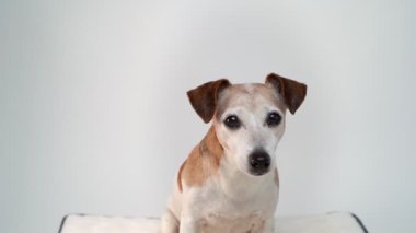 Kameraya bakan sevimli küçük köpek portresi. Akıllı gözler. Beyaz arkaplanda yakın plan portresi. Son 13 yaşındaki köpek videosu yavaş çekim. Dikkatli bakan gözler.