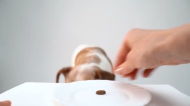 Köpek sadece küçük bir parça kuru köpek maması yiyor. Yavaş çekim video görüntüleri. Tatmin olmamış görünüyor, daha fazla yiyecek arıyor.
