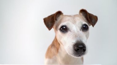 Çok güzel bir köpek portresi. Beyaz stüdyo arka planındaki kameraya bakan sevimli kıdemli köpek. Vesikalık video görüntüleri. Evcil hayvan teması içeriği duyguları 12 yaşındaki köpek