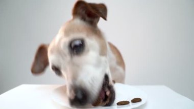 Küçük beyaz tabaktan köpek maması yiyor. Video görüntülerini kapat. 