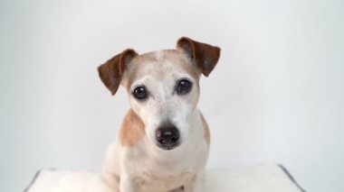 Köpek suratlı anlamlı bir bakışla kameraya bakıyor. Kıdemli Jack Russell Terrier 'ın akıllı güzel gözleri var. Sonra çerçeveyi bırakır. Video görüntüleri yavaş çekim beyaz arka plan hayvan temasıName