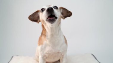 Köpek küçük bir parça elma alır, zevkle çiğner, yutar, yalar ve kameraya bakar. 12 yaşındaki sevimli kıdemli köpek Jack Russell Terrier. Yavaş çekim video görüntüleri 