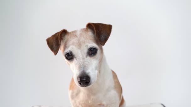 Portret Van Mooie Hond Jack Russell Terrier Witte Studio Achtergrond — Stockvideo