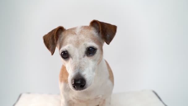Close Dog Portrait Elderly Gray Dog Looks Carefully Camera Interest — Stock Video