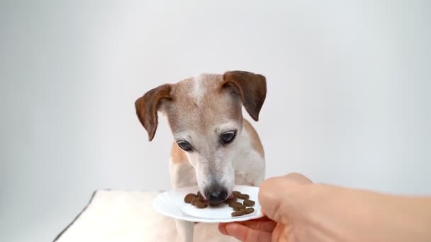 Alimentación Mascotas Mano Del Dueño Perro Plato Blanco Con Comida — Vídeo de stock