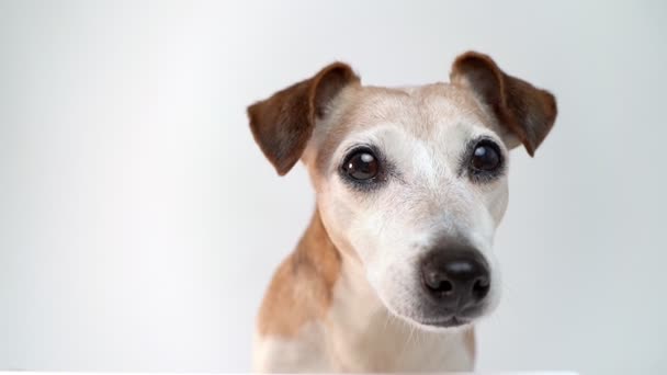 Stäng Vacker Hund Porträtt Bedårande Senior Hund Tittar Kameran Vit — Stockvideo