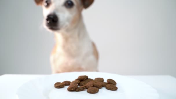 Perro Comiendo Comida Seca Primer Plano Cara Perro Toma Pedazos — Vídeos de Stock
