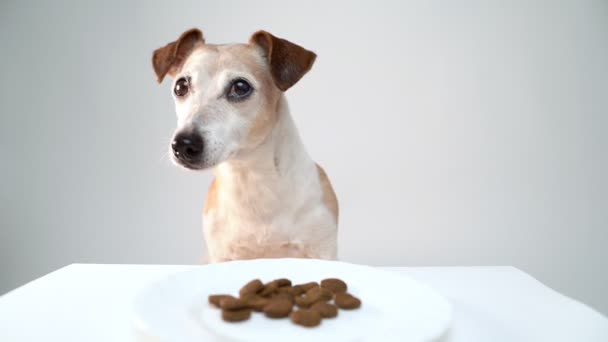 Dog Food White Background Looks Food Anxiety Distrust Waits Patiently — Stock Video