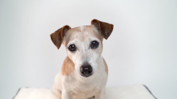 Dog Face Looking Camera Expressive Attentive Gaze Senior Jack Russell — Stock Video