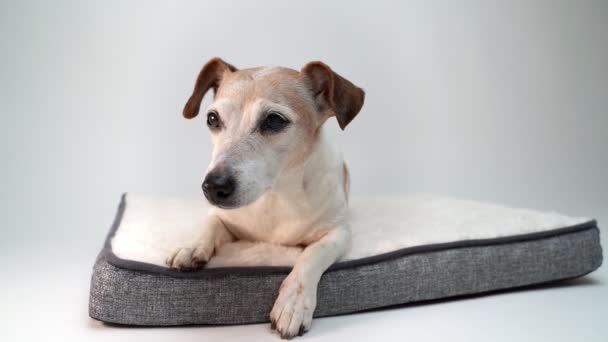 狗躺在宠物毛绒绒的床上 在舒适的白色沙发上放松 慢镜头镜头 上了年纪的12岁的狗累了 把头靠在床垫上向左拐 — 图库视频影像