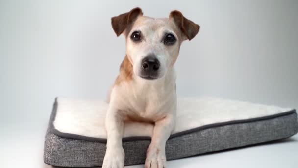ペットのふわふわのベッドに横たわっている犬 シエスタ タイム 快適なホワイトソファーでリラックス スローモーションビデオ映像 高齢者 12歳 賢い目を持つ犬 — ストック動画
