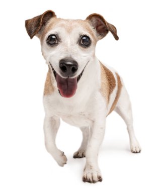 Oyuncu kıdemli köpek Jack Russell Terrier oynamak istiyor. Beyaz arka plan. Sağlıklı gülümseyen mutlu yaşlı bir hayvan. Oyun zamanı! dinamik duruş