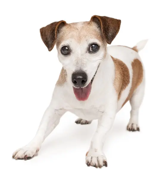 Активная Игривая Старшая Собака Джек Рассел Терьер Хочет Играть Белый Стоковая Картинка