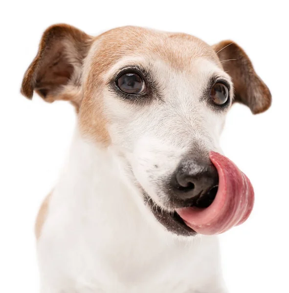 Pes Dívá Kamery Vyplazeným Jazykem Zblízka Starší Pes Rozkošný Portrét Stock Obrázky