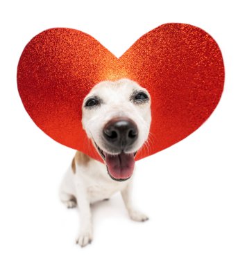 Beyaz arka planda mutlu romantik hayvan portresi. Aşk, ilişkileri ve duyguları simgeler. Şirin köpek beyaz stüdyo fotoğrafı. Güzel, gülen köpek yüzlü, kafasında kırmızı, pırıl pırıl kalp şeklinde süslemeler olan.. 