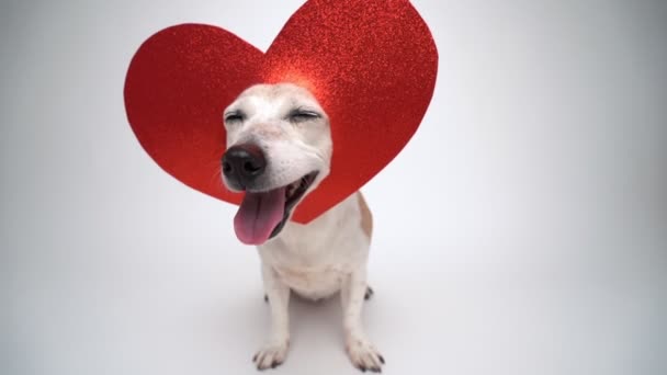 Adorable Perro Pequeño Jack Russell Terrier Forma Corazón Rojo Decoración — Vídeo de stock