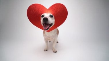 Sevimli küçük köpek Jack Russell Terrier kırmızı kalpli beyaz teriyerin üzerinde duruyor kafasında süslemeler var kameraya bakıyor ve gülümsüyor. Beyaz arka planda romantik aşk temalı video görüntüleri