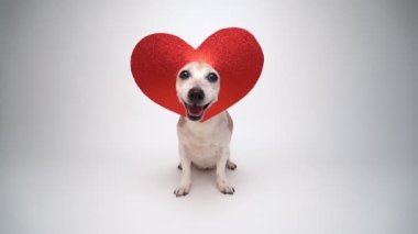 Mutlu gülümseyen romantik sembol. Kafasında kırmızı kalp süslemesi olan köpek beyaz arka planda oturuyor kameraya bakıyor ve gülümsüyor. Beyaz stüdyo video görüntüsü Sevgililer Günü teması. Komik Jack Russell Teriyeri