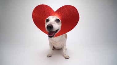 Tatlı köpeğin kafasında aşk sembolü kırmızı kalp süslemesi. Hayvan otururken kameraya bakar, gülümser ve çerçeveyi terk eder. Beyaz arka planda romantik aşk temalı video görüntüleri. Mutlu Sevgililer