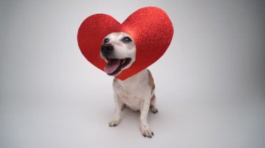 Tatlı köpeğin kafasında aşk sembolü kırmızı kalp süslemesi. Evcil hayvan kameraya bakıyor ve gülümsüyor. Beyaz arka planda romantik aşk temalı video görüntüleri. Mutlu köpeklerin Sevgililer Günü kartpostalı