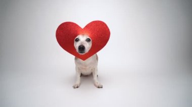 Kırmızı kalpli sevimli köpek Jack Russell Terrier kafasında dekorasyon şekliyle kameraya bakıyor ve ayağa kalkıyor. Mutlu Köpek 'in Sevgililer Günü video görüntüsü temalı kartpostalı