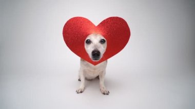 Aşk sembolü, kafasına kalp süsü takan komik köpek. Beyaz stüdyo arka planı St Valentine video görüntüleri