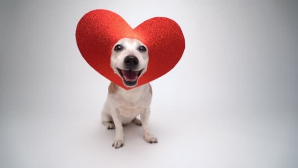 Schattige Kleine Hond Jack Russell Terriër Rode Hartvormige Decoratie Het — Stockvideo
