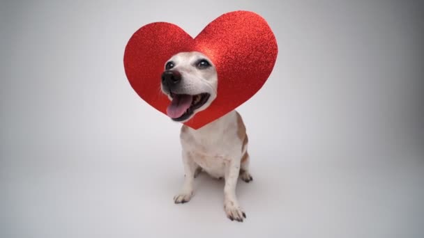 Liefde Symbool Rood Hart Decoratie Schattige Hond Hoofd Huisdier Kijkt — Stockvideo