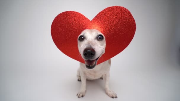 Entzückender Kleiner Hund Jack Russell Terrier Roter Herzförmiger Dekoration Auf — Stockvideo