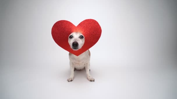 Adorable Small Dog Jack Russell Terrier Red Heart Shaped Decoration — Stock Video