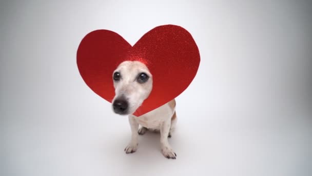 Sødt Kærlighedssymbol Rødt Hjerte Kæledyrs Elsker Hænderne Sat Yndig Smilende – Stock-video