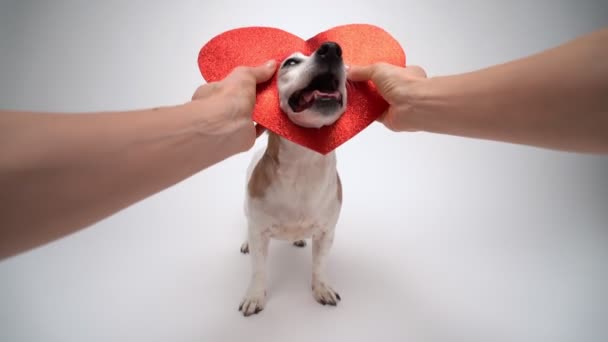 Червоне Серце Любителя Домашніх Тварин Руки Одягнені Чарівну Усміхнену Собачу — стокове відео
