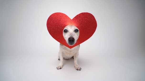Láska Symbol Legrační Pes Nosí Srdeční Výzdobu Hlavě Bílé Studio — Stock video