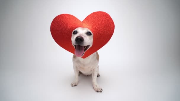 Cão Bonito Com Decoração Forma Coração Cabeça Olhando Para Câmera — Vídeo de Stock