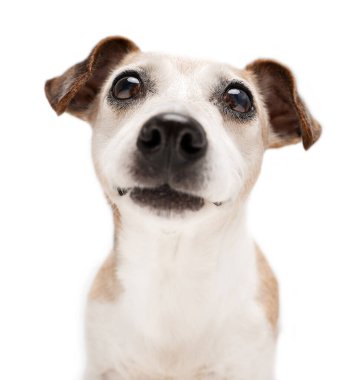 Beyaz arka planda köpek burunlu stüdyo resmi. Sevimli son sınıf öğrencisi 13 yaşındaki Jack Russell Terrier kameraya bakıyor. Şirin gri saçlı, yaşlı evcil hayvan. 
