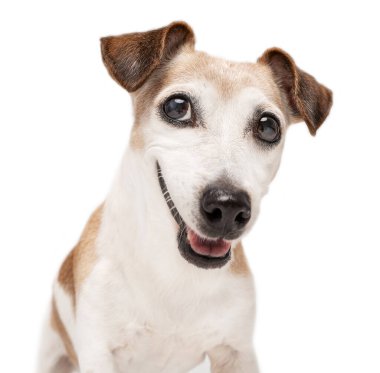 Köpeğin gülen yüzü kurnaz bir merak ve şevkle kameraya bakıyor. Şirin aktif son sınıf köpeği beyaz arka planda stüdyo portresini kapat. Gri saçlı yaşlı Jack Russell Terrier. Mutlu hayvan 