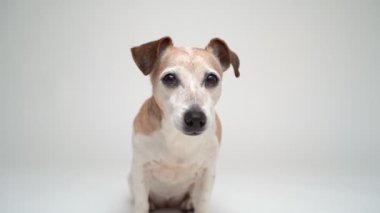 Akıllı akıllı köpek Jack Russell teriyer gözleri kameraya bakıyor. Dikkatlice başını eğiyor. 13 yaşındaki yaşlı köpek beyaz arka planda video stüdyosunda çekilmiş. 