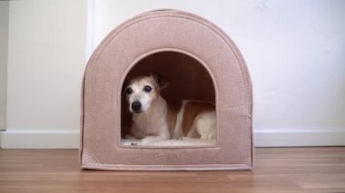 Köpek kulübeden ayrılıyor. boş küçük evcil hayvan evi. Yaşlı kıdemli Jack Russell Terrier. Köpekler için mobilya video kaydı