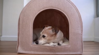 Köpek kabinde yatar, kameraya bakar, sonra başını yana çevirir. 13 yaşındaki son sınıf köpeği evcil hayvan evinde rahat ediyor. Rahatlatıcı hayvan uykuya dalıyor. Sakin ev hayvanı video görüntüleri