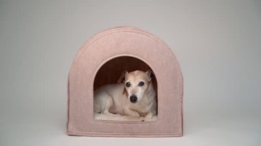 Küçük bir evcil hayvan evinde saklanarak rahatlayan sevimli beyaz bir köpek. Rahat bir köpek yatağı. Stüdyo video görüntüleri. Yaşlı kıdemli Jack Russell Terrier. Beyaz arkaplan boşluğu