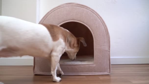 Perro Entra Una Pequeña Casa Mascotas Beige Vacío Confortándose Sentándose — Vídeo de stock