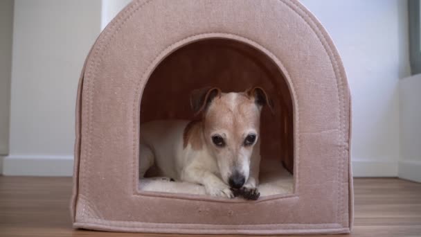 Pies Leży Przytulnej Wygodnej Budce Dla Zwierząt Domowych Patrzy Kamerę — Wideo stockowe