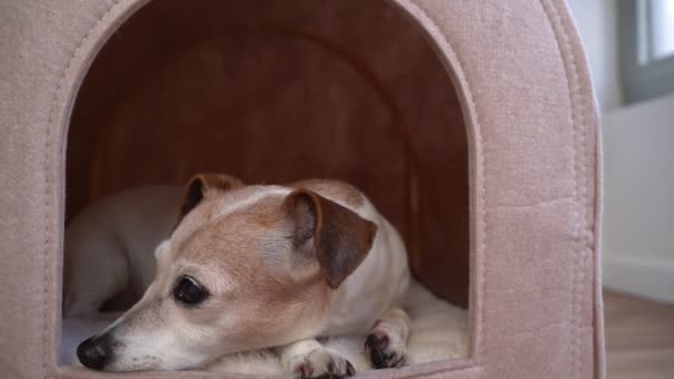 Собака Лежить Будинку Головою Повернутою Сторону Комфортний Відпочинок Маленької Тварини — стокове відео