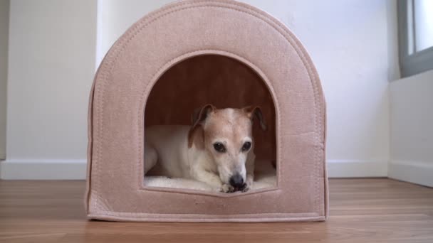 Симпатичний Старший Собака Джек Рассел Тер Відпочиває Маленькому Будинку Домашніх — стокове відео