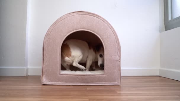 Meble Dla Zwierząt Domowych Pies Wchodzi Kabiny Kładzie Się Wygodnie — Wideo stockowe