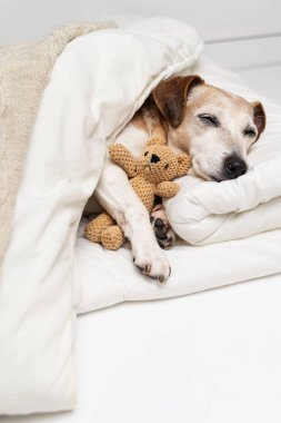 Uyuyan köpek suratlı, gözleri kapalı ayı oyuncağına sarılan. Battaniye ve bej ekoseyle kaplı beyaz yatağın altında köpek Jack Russell Teriyeri. Evdeki sevimli sevimli evcil hayvan. Dikey bileşim
